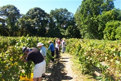 Loughlin Vineyards